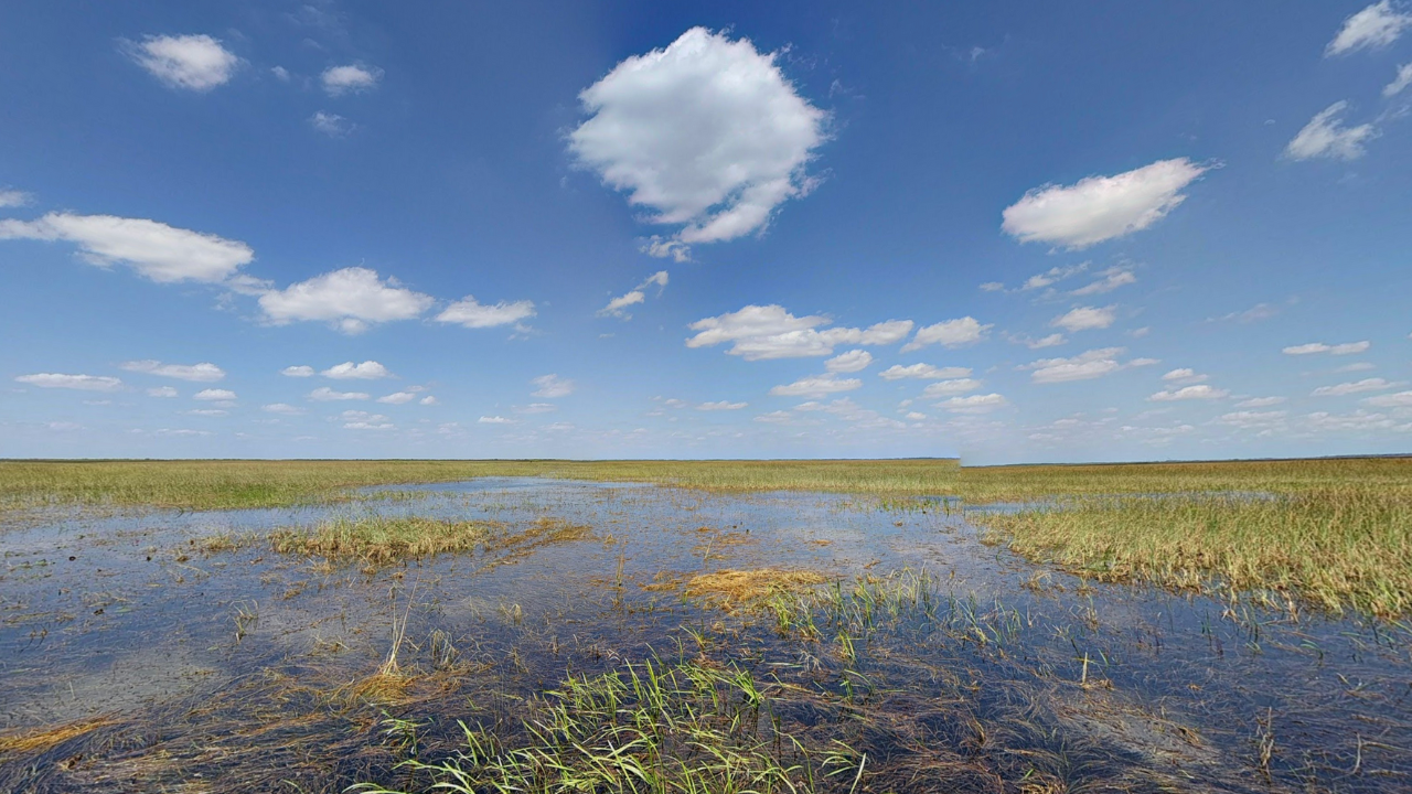 Everglades and Francis S. Taylor Wildlife Management Area Broward County FL